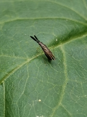 Heterotoma planicornis