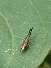 Heterotoma planicornis