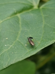 Heterotoma planicornis