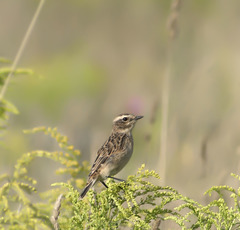 Saxicola rubetra