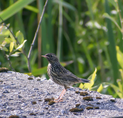 Luscinia svecica