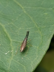 Heterotoma planicornis