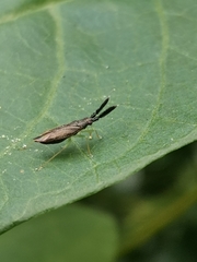 Heterotoma planicornis