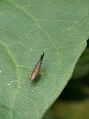 Heterotoma planicornis