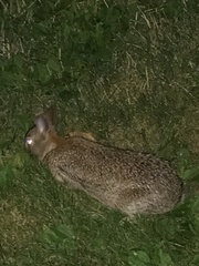 Sylvilagus floridanus