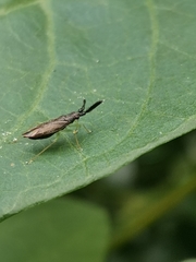 Heterotoma planicornis