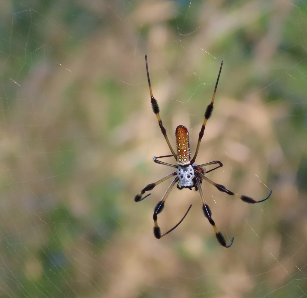 Golden Silk Spider from Brazos Bend SP, Needville, TX 77461, USA on ...