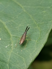 Heterotoma planicornis