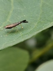 Heterotoma planicornis