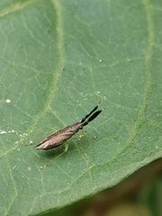 Heterotoma planicornis