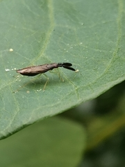 Heterotoma planicornis