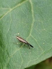 Heterotoma planicornis