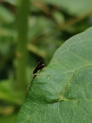 Heterotoma planicornis