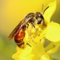 Poecilandrena