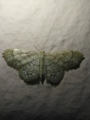 Idaea moniliata