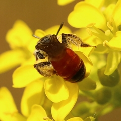Poecilandrena