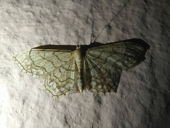 Idaea moniliata