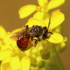 Poecilandrena
