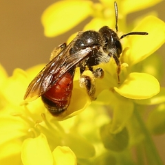 Poecilandrena