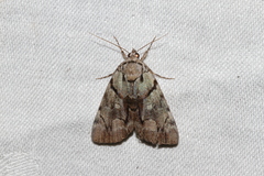 Catocala praeclara