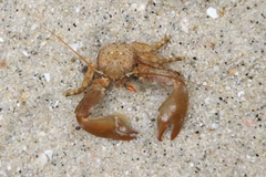 Petrolisthes cabrilloi
