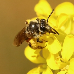 Poecilandrena