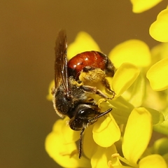 Poecilandrena