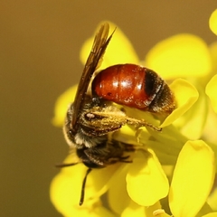 Poecilandrena