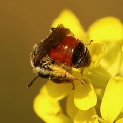 Poecilandrena
