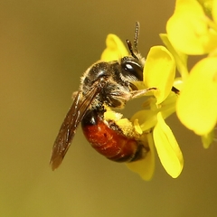 Poecilandrena