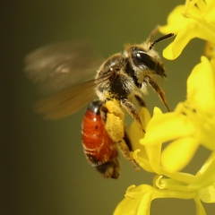 Poecilandrena