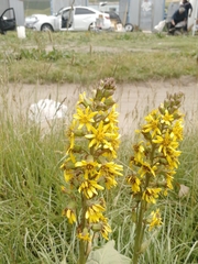 Ligularia subsagittata