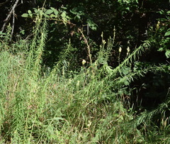 Linaria biebersteinii ruthenica