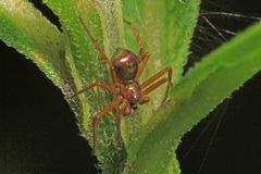 Philodromus marxi