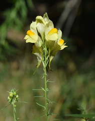 Linaria biebersteinii ruthenica
