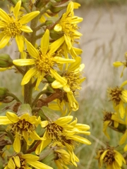 Ligularia subsagittata