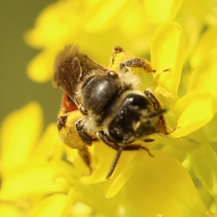 Poecilandrena