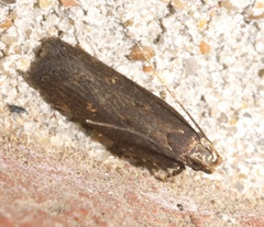 Chionodes discoocellella
