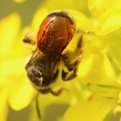 Poecilandrena