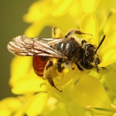 Poecilandrena