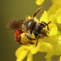 Poecilandrena