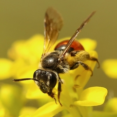 Poecilandrena