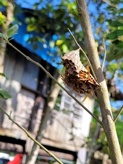 Mischocyttarus phthisicus