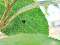 Pentilia chelsea