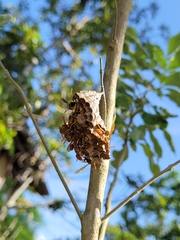 Mischocyttarus phthisicus