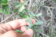 Rhoicissus tridentata