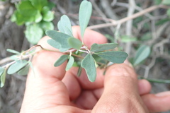 Rhoicissus tridentata