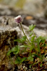 Erigeron uniflorus