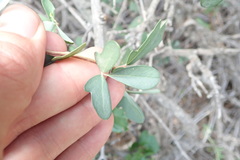 Rhoicissus tridentata