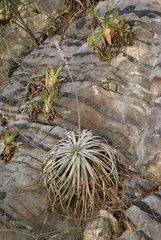 Hechtia argentea